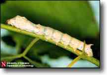 Silkworm with mulberry branch