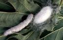 Where To Buy Silkworms in Australia